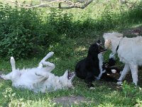 Puppys van Bliss040622-0157